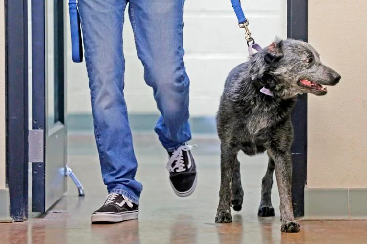 man walking with dog