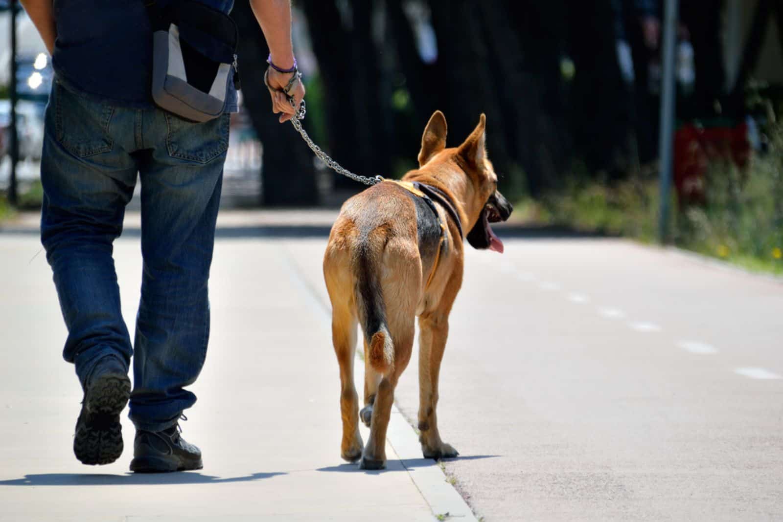 man walking with his german shepherd on sidewalk