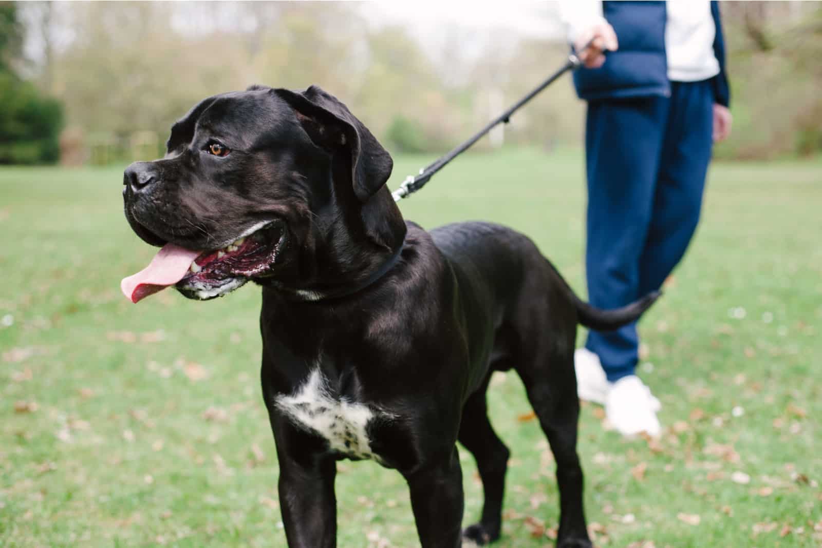 Man walking with huge black dog in a park