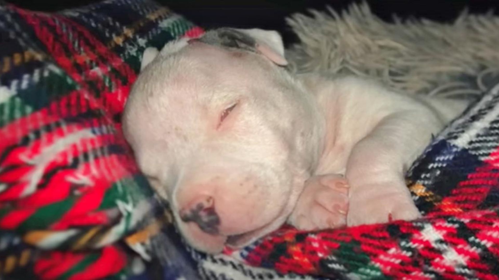 Blind Puppy Was Almost Euthanized But Then Someone Special Walked Through The Door