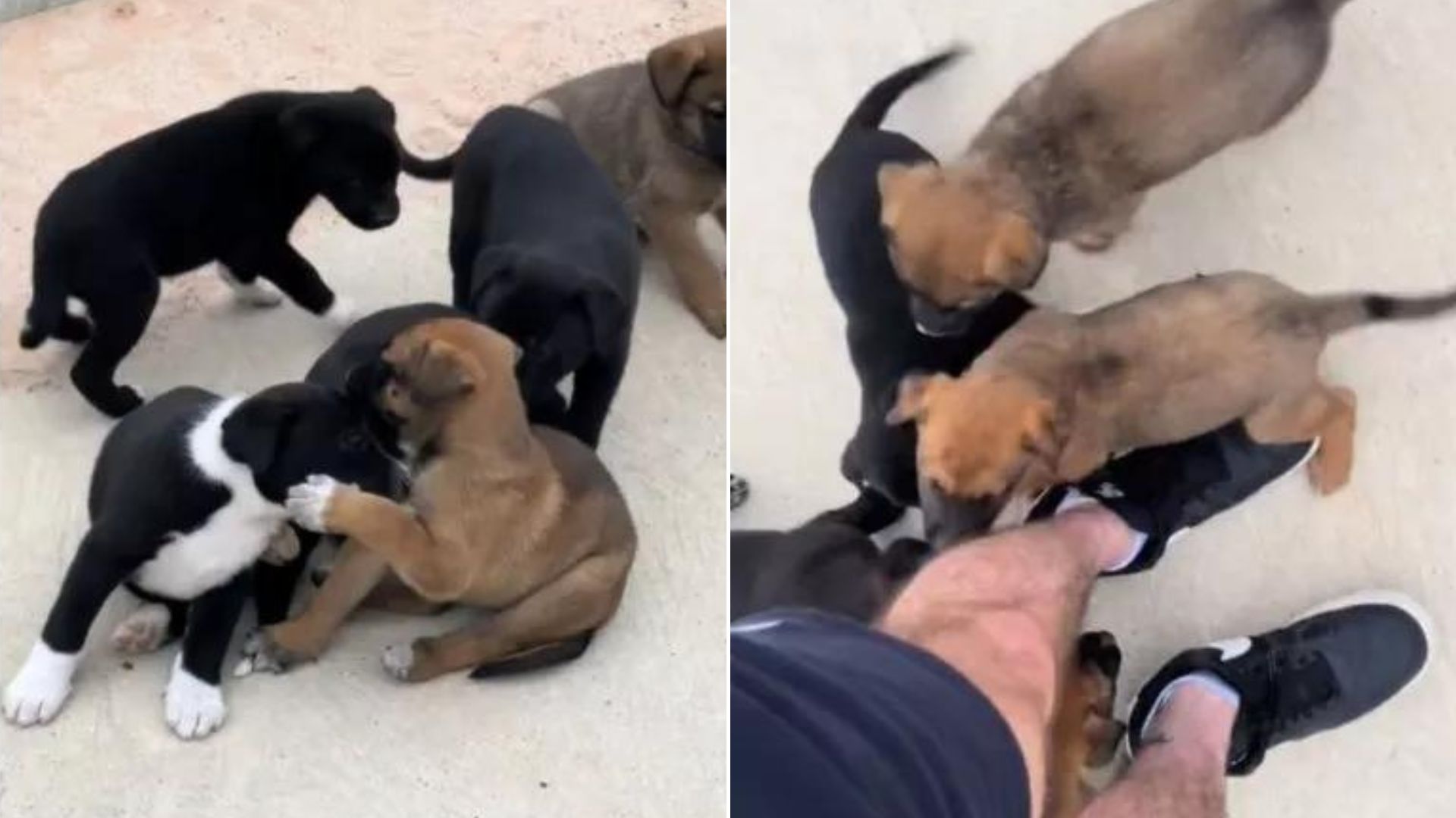 Man Was Just Enjoying His Morning Run When He Ran Into 9 Friendly Stray Puppies