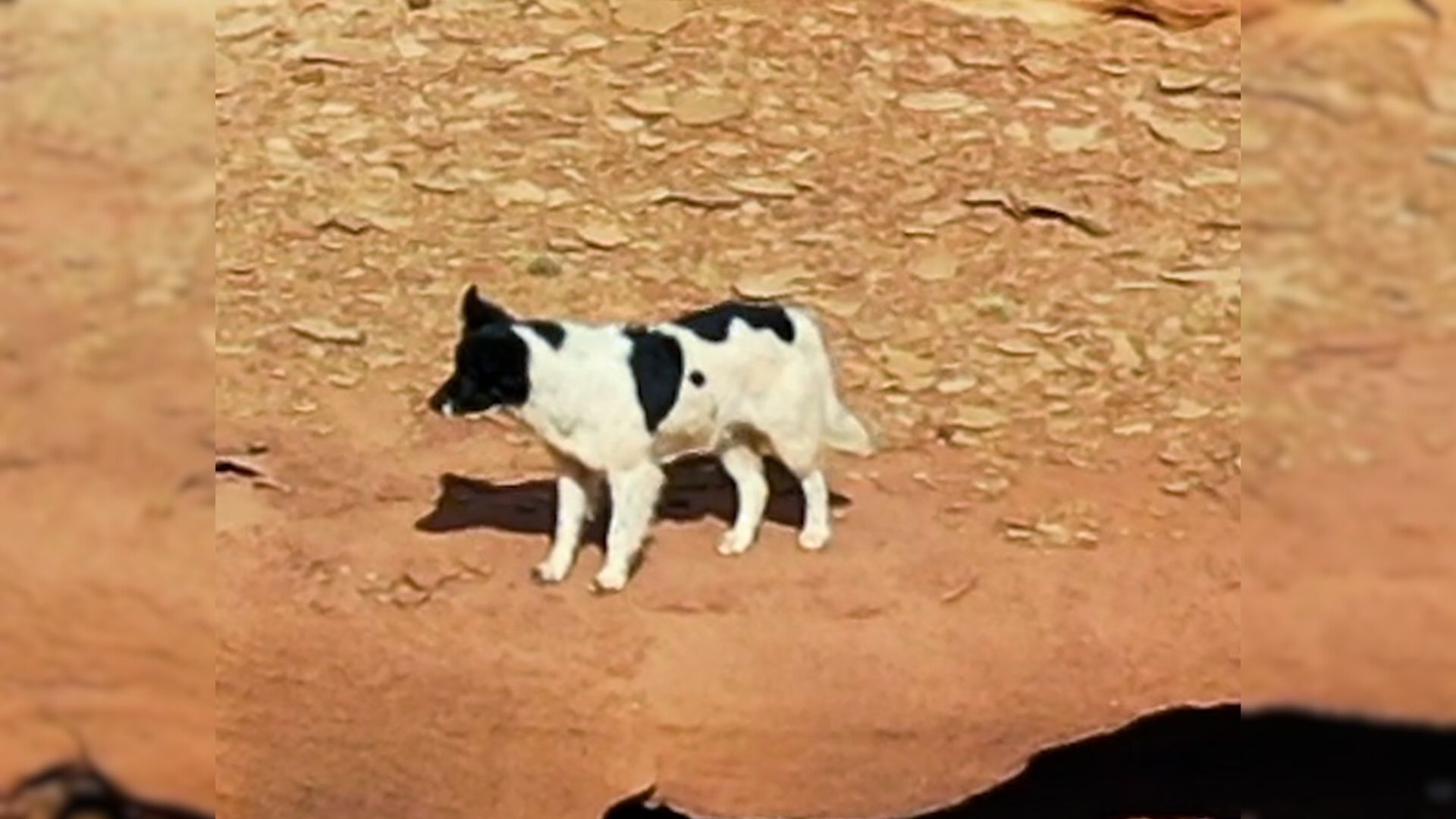 Man Who Followed A Dog Into The Desert For Four Days Decided He Had To Save Her