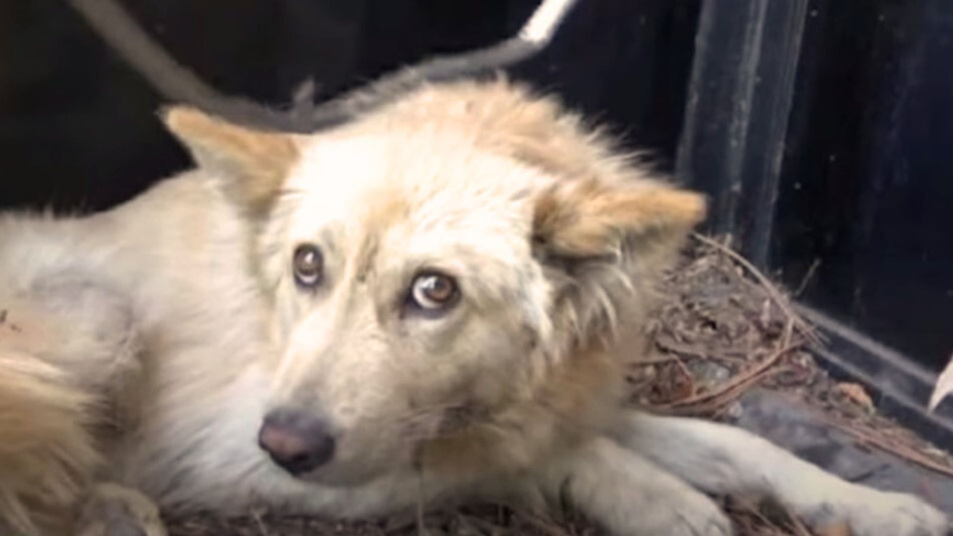 Man Was Shocked When He Saw A Motionless Dog And Went To Help Him