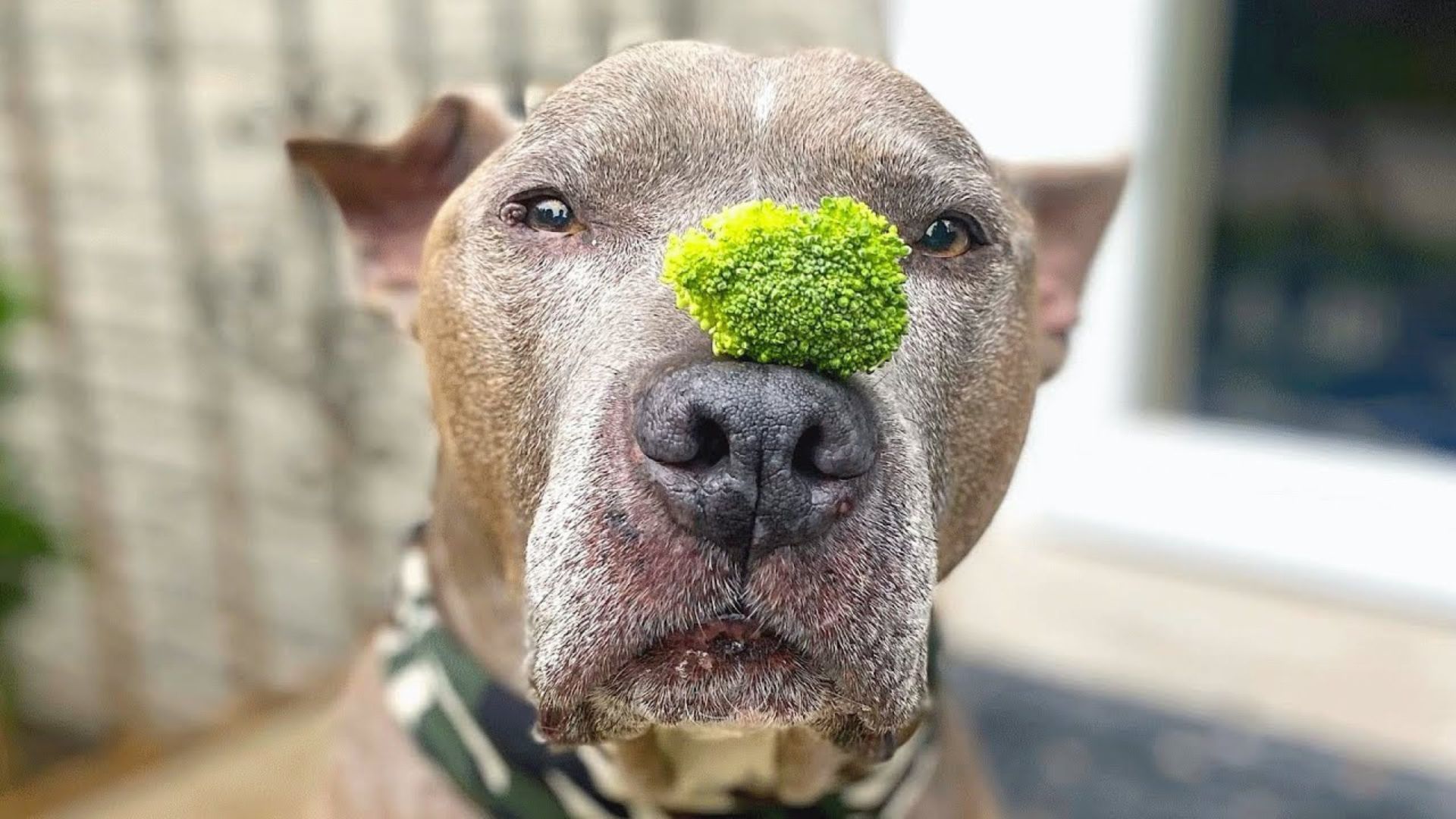 Man Who Was Hesitant To Adopt A Pit Bull Soon Found Out It Was The Best Decision Ever