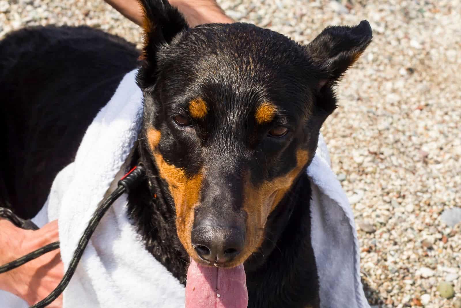 man wiping the wet doberman with towel