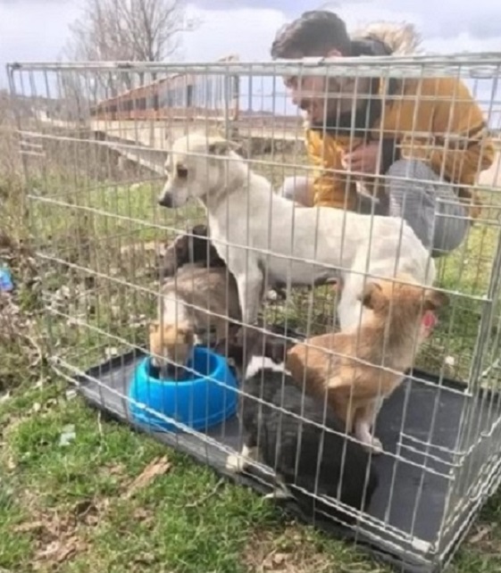 man with dogs in cage