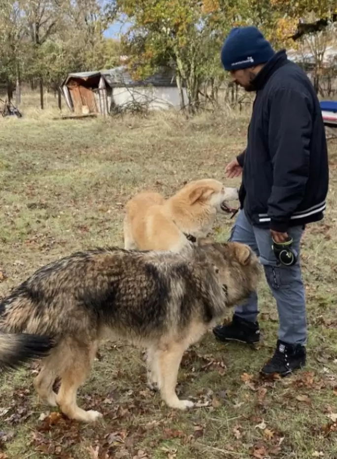 man with two dogs outdoor