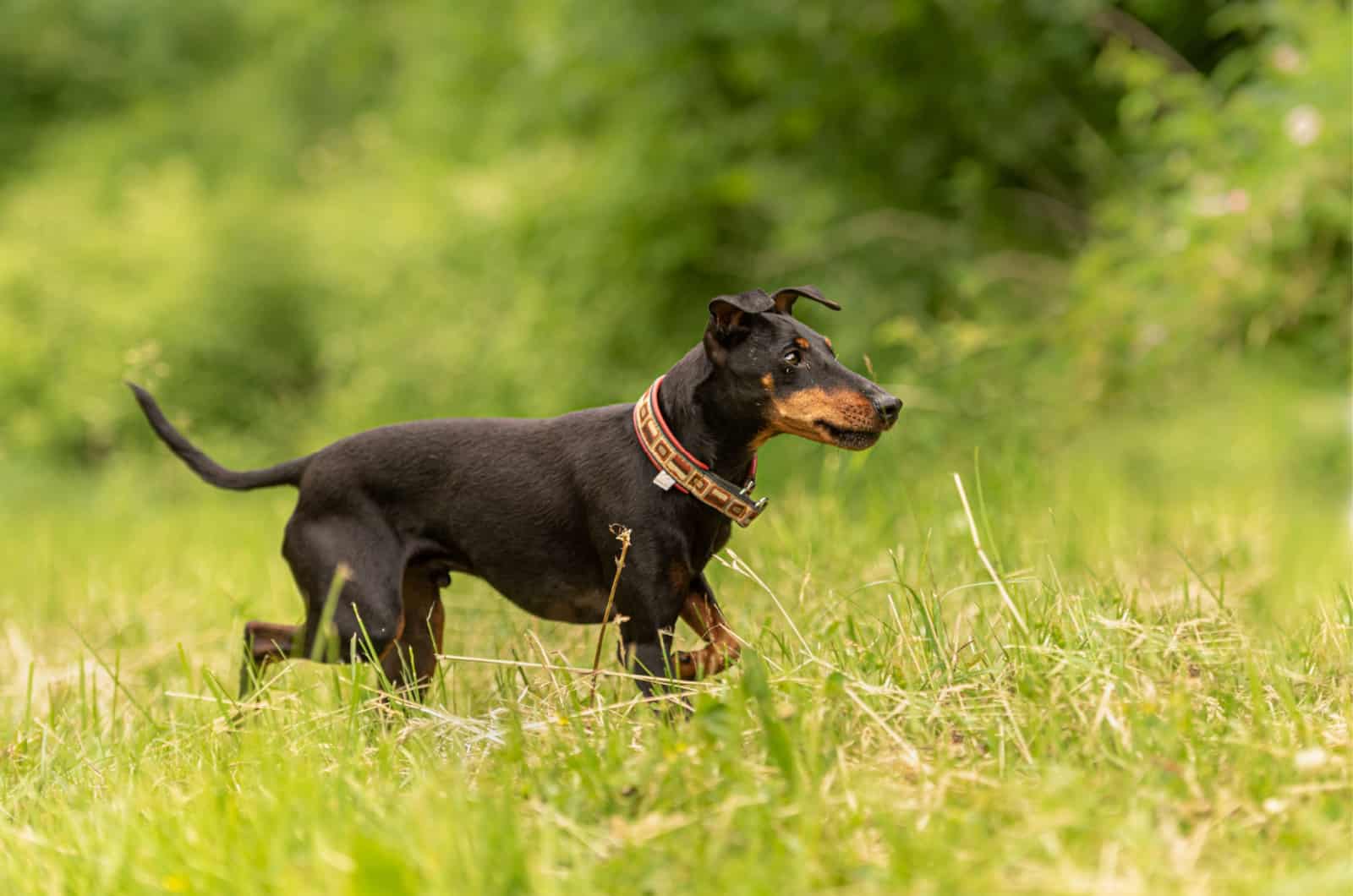 manchester terrier