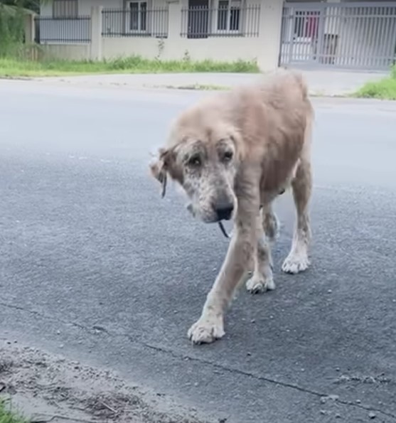 mangy dog walking alone