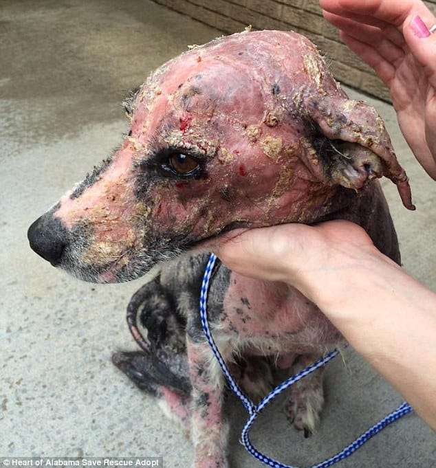 stray dog being treated for mange