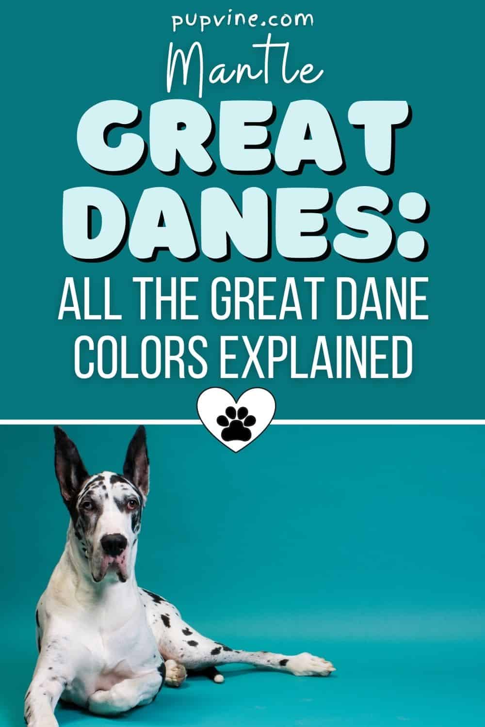 Mantle Great Danes: All The Great Dane Colors Explained