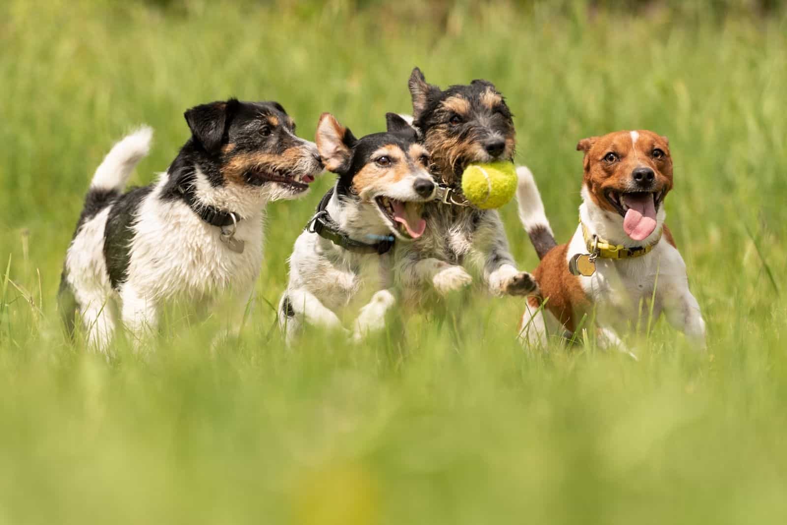 many dogs running and playing in the field