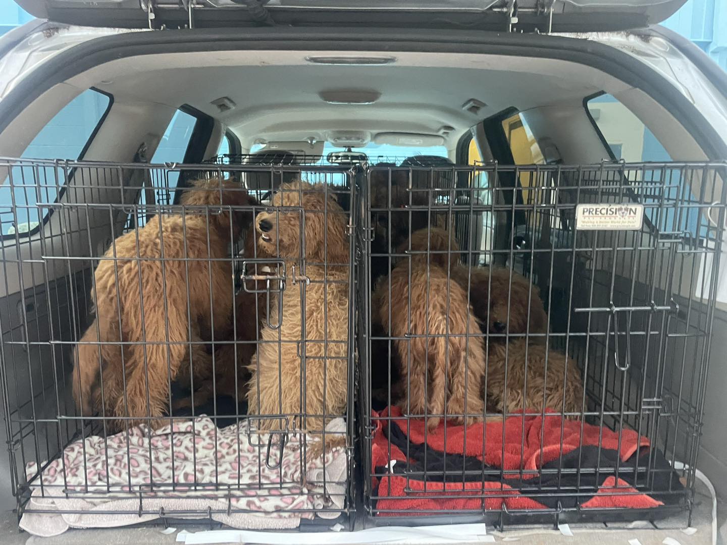 many overgrown dog in a car