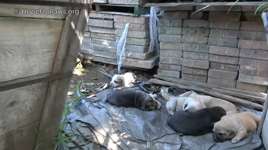 many puppies laying down