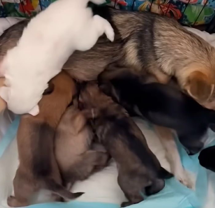 many puppies