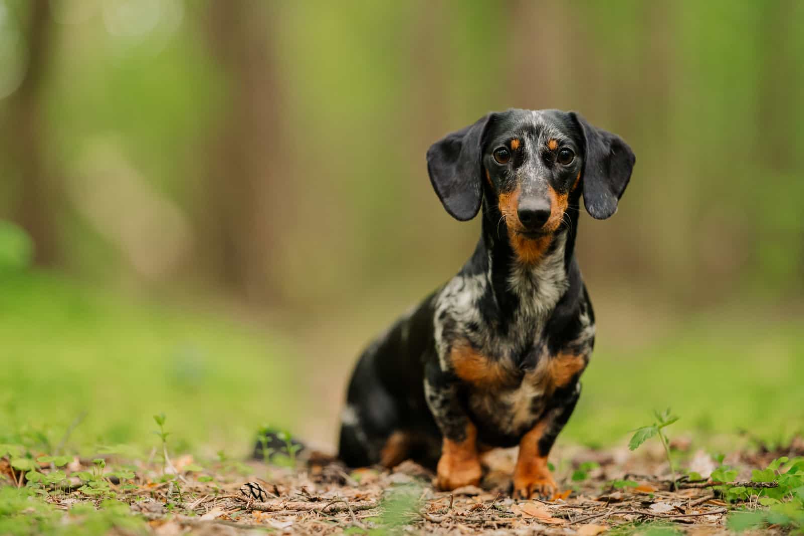 marble dachshund