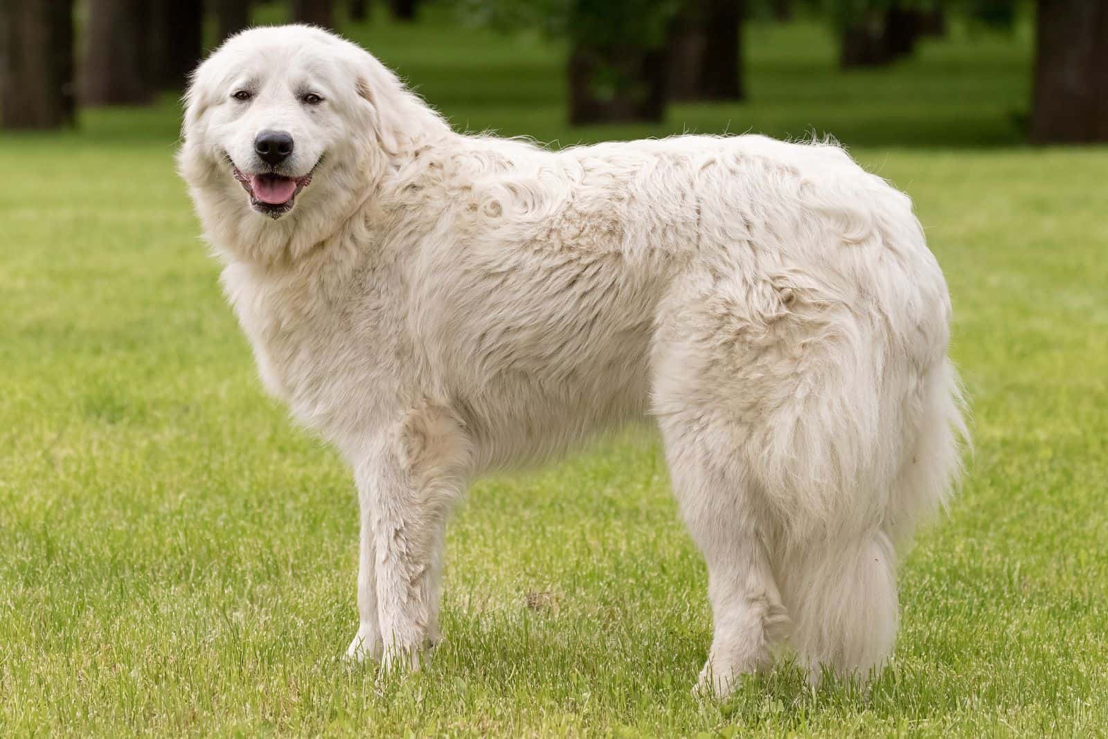 Maremma Sheepdog on the lawn