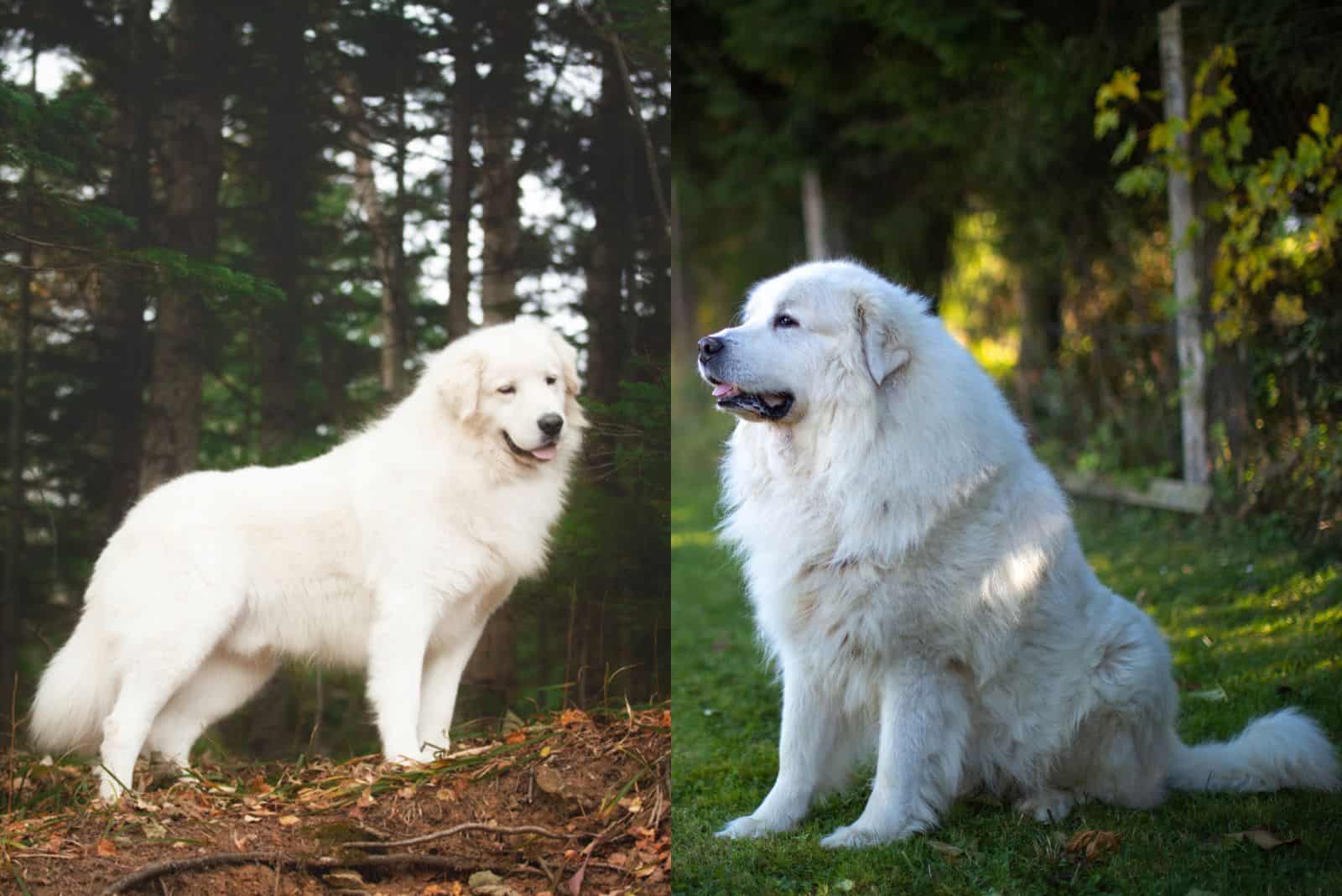 Maremma Sheepdog Vs Great Pyrenees: Clash Of The Titans