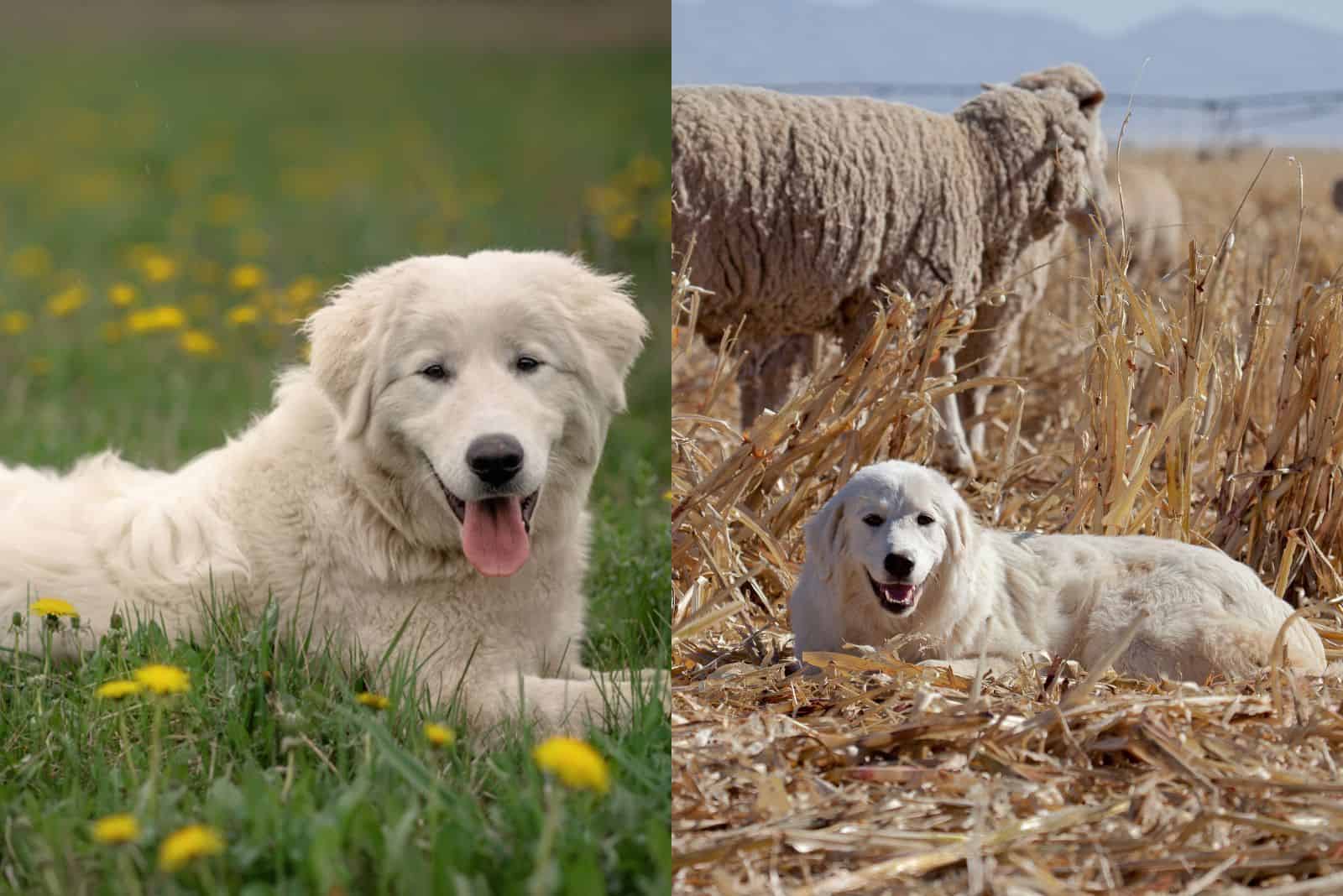 Maremma Sheepdog Vs Great Pyrenees lying down and resting