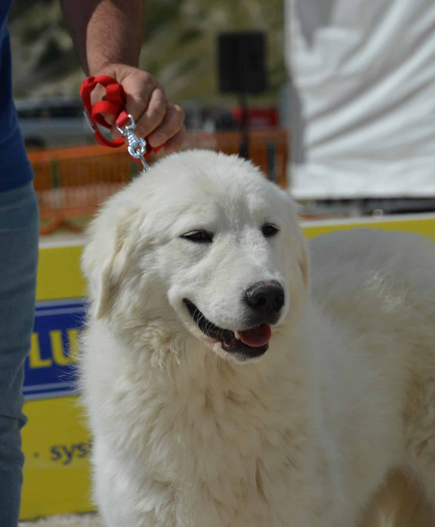 Maremma Sheepdog