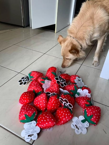 marley admiring a pile of his favorite toys