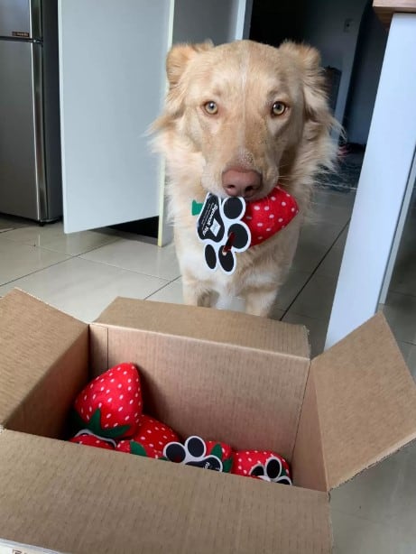 marley grabbing a toy from the box