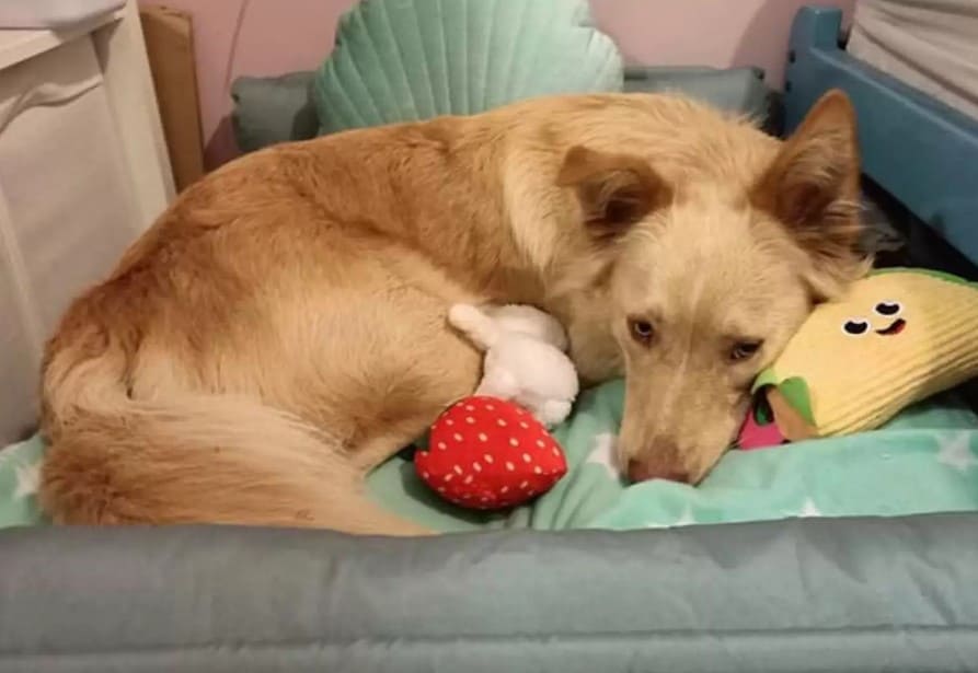 marley lying in bed with his toys