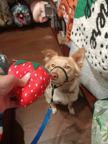 marley surprised with his favorite toy