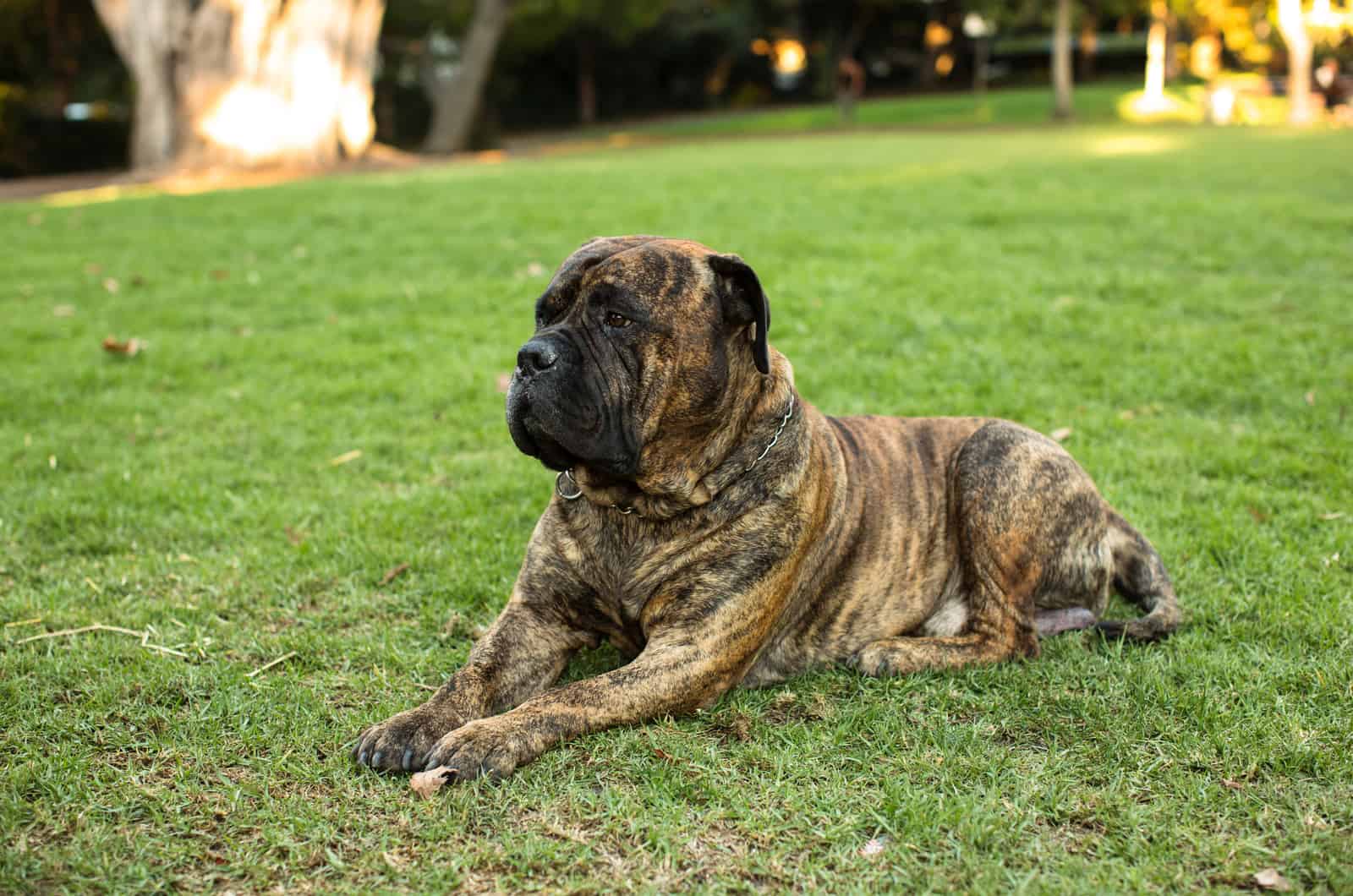 mastiff dog laying on the green grass