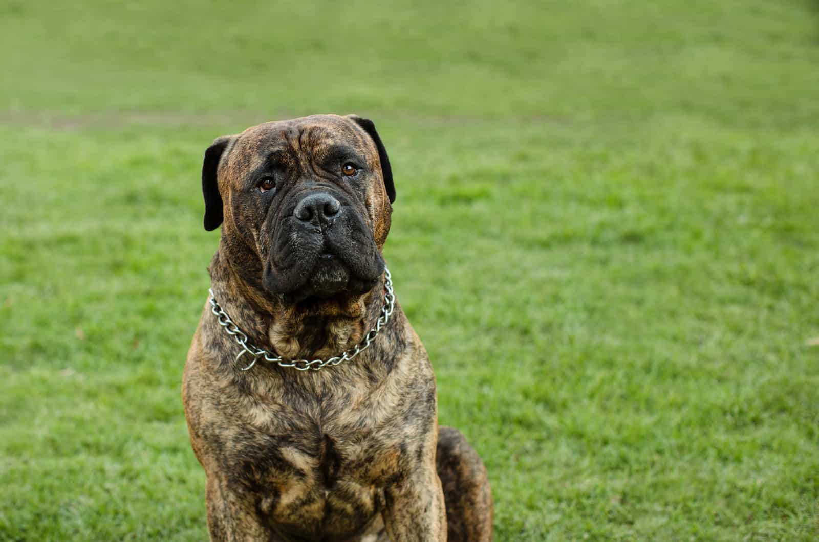 mastiff dog sitting on the grass