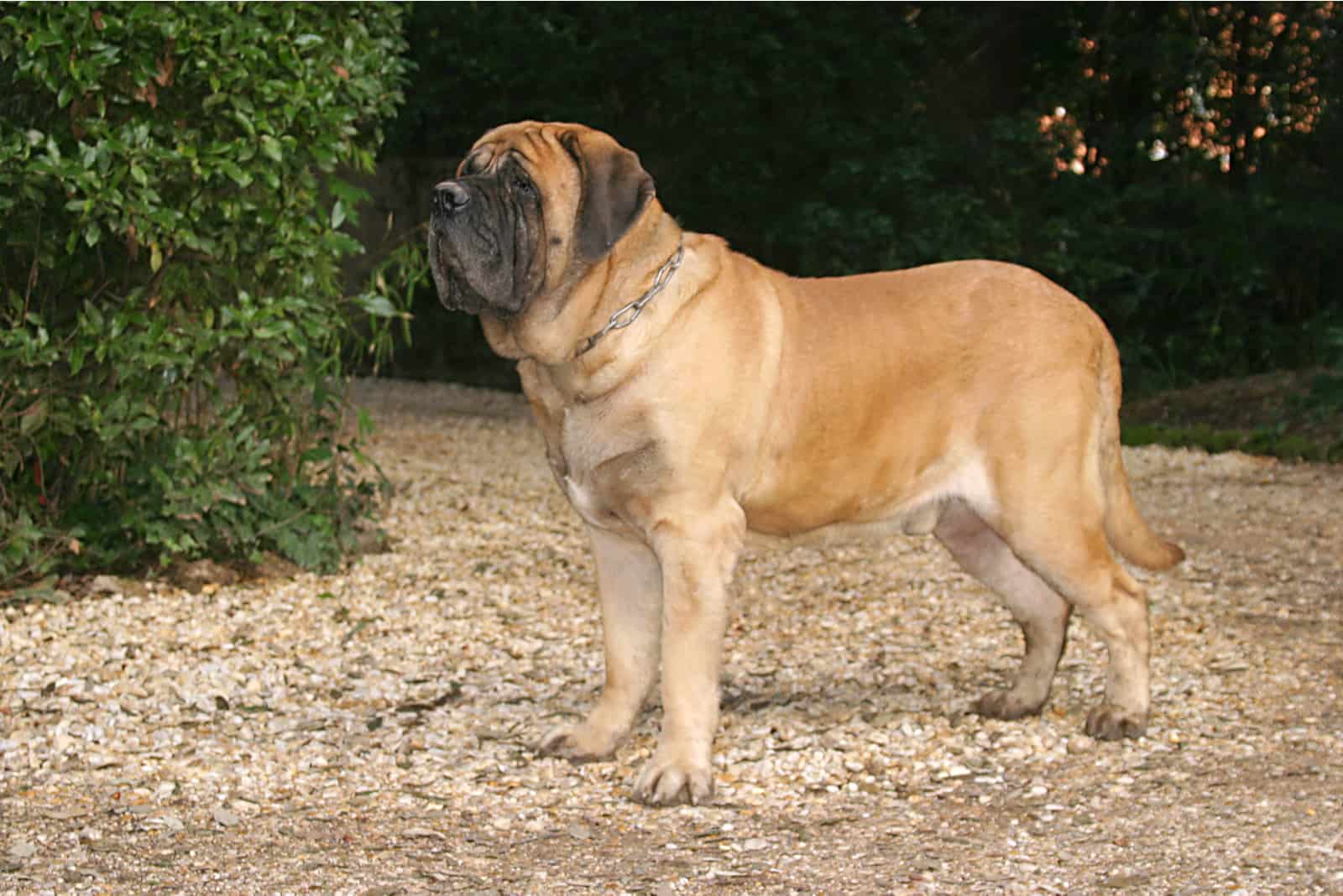 mastiff dog standing outdoor