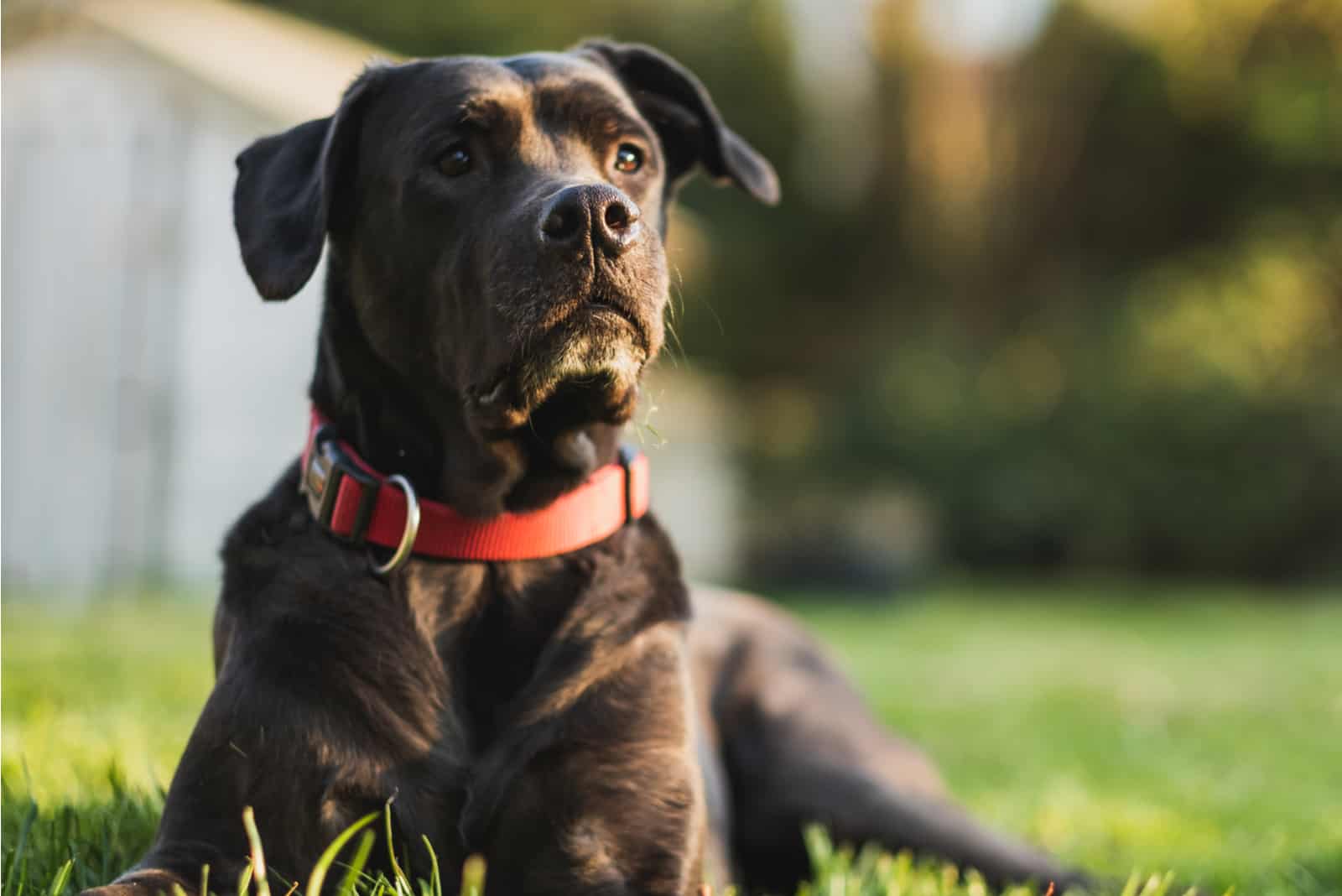 Mastiff Golden Retriever