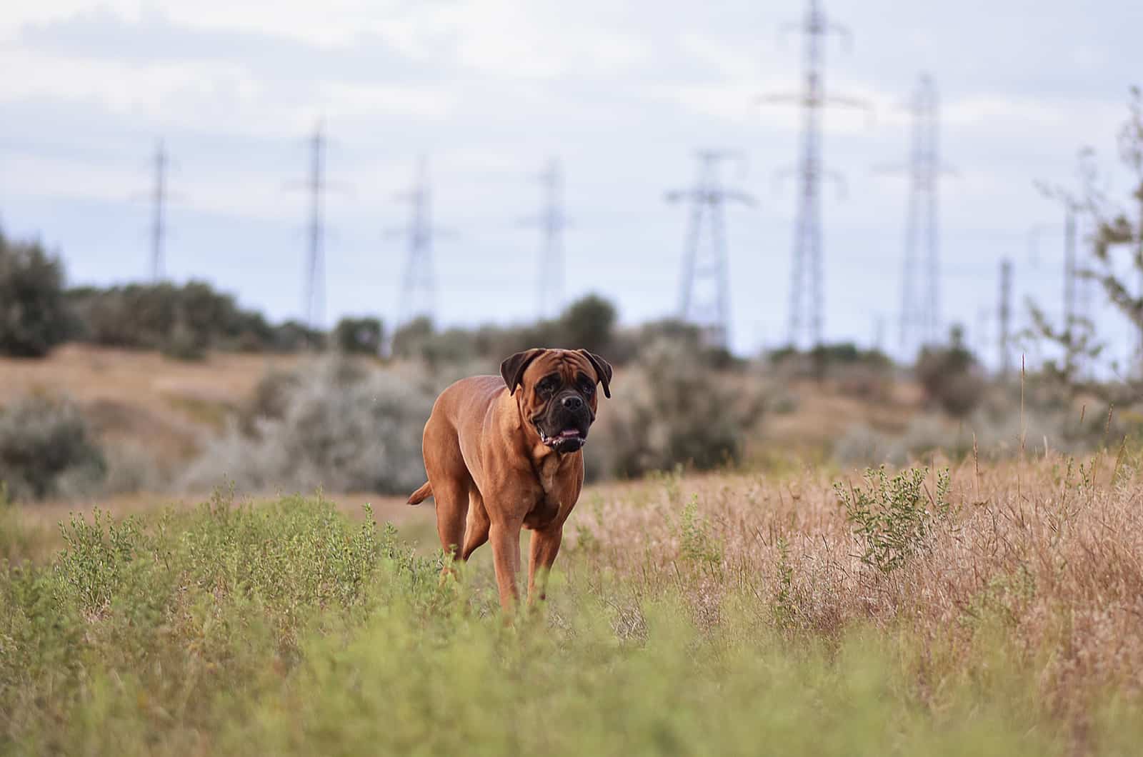 mastiff in the nature