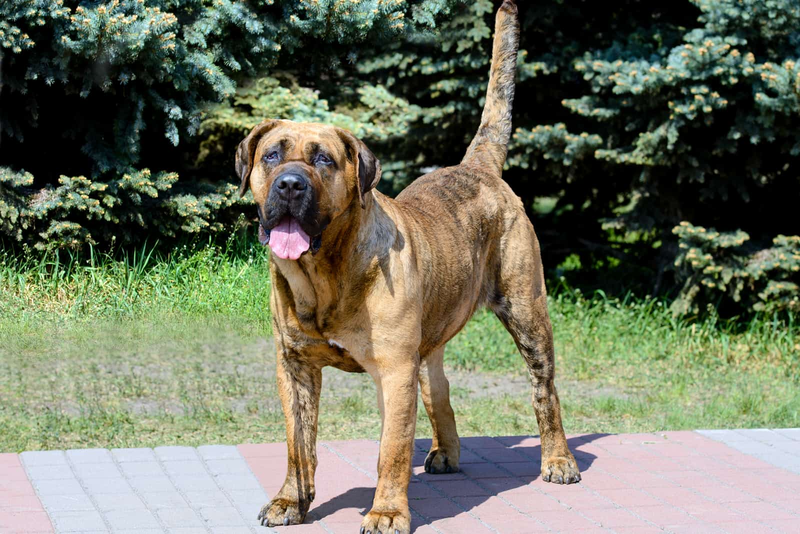 Mastiff Presa Canario