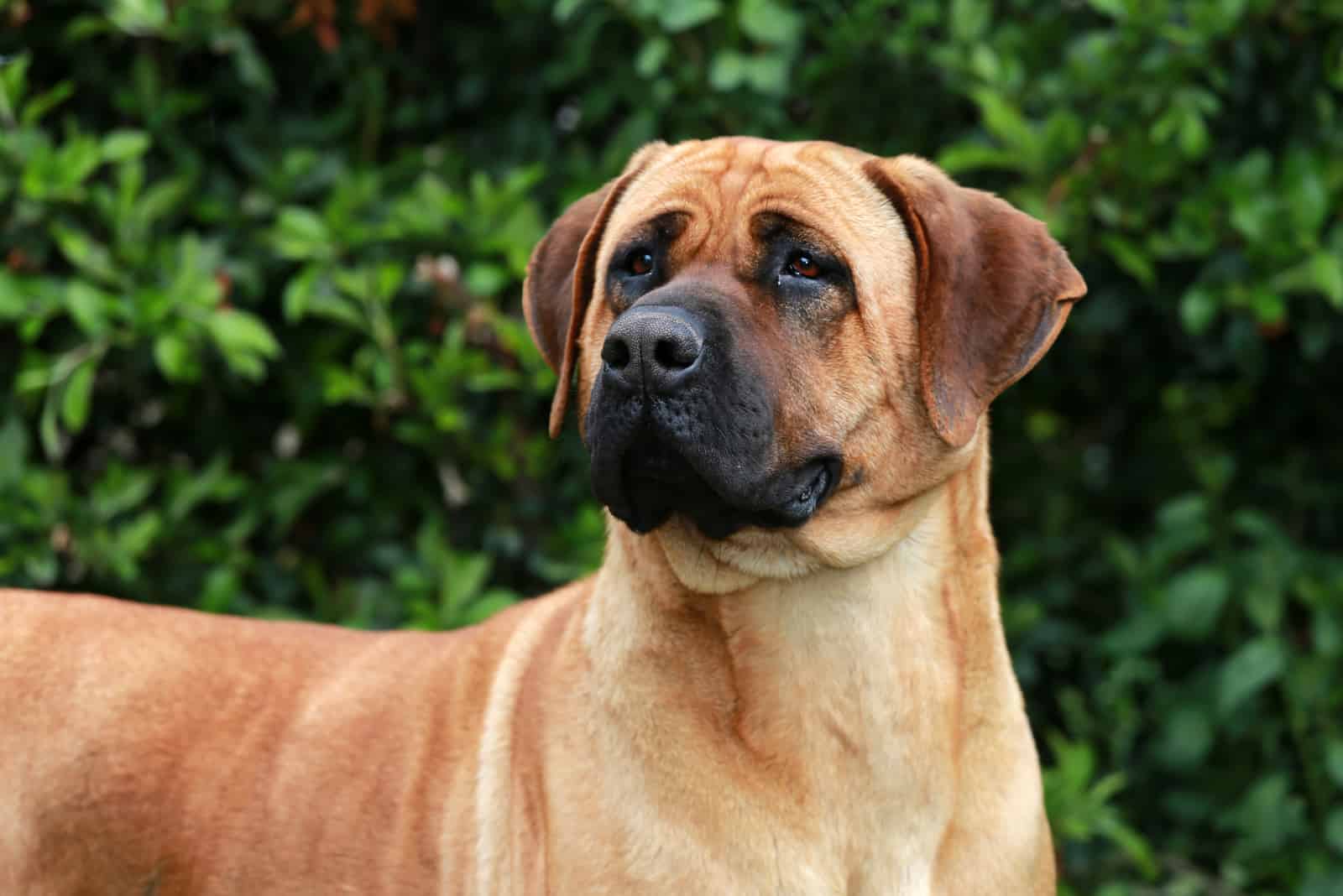 mastiff shepherd