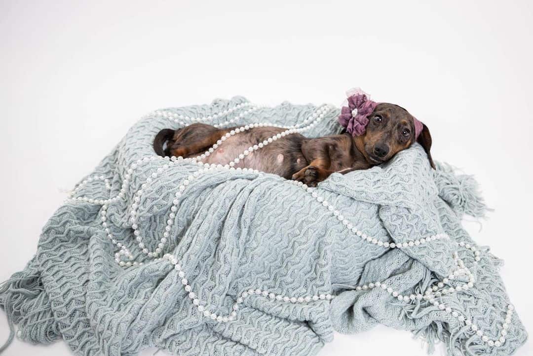 maternity photoshoot of a dachshund on a bed