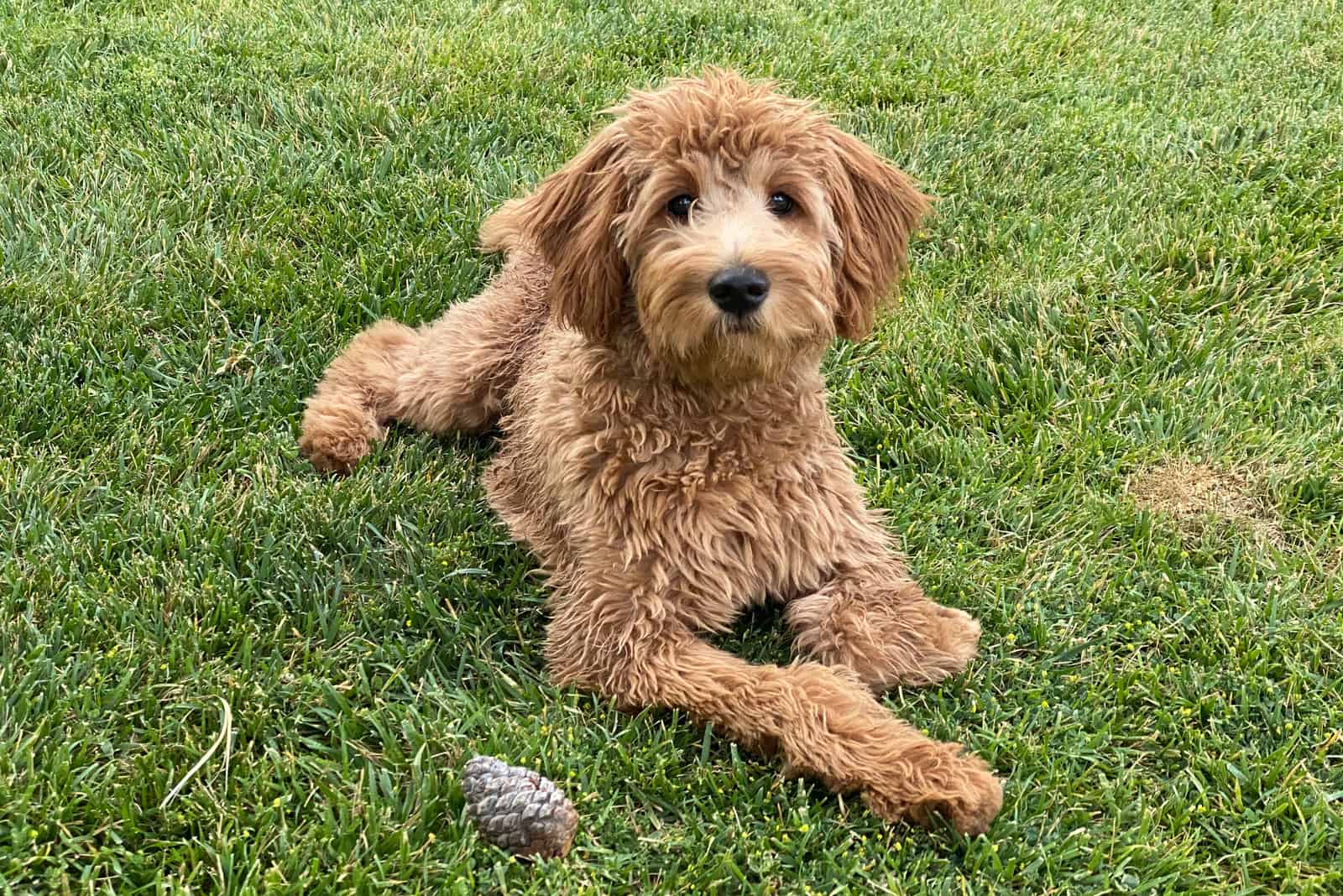 medium goldendoodle