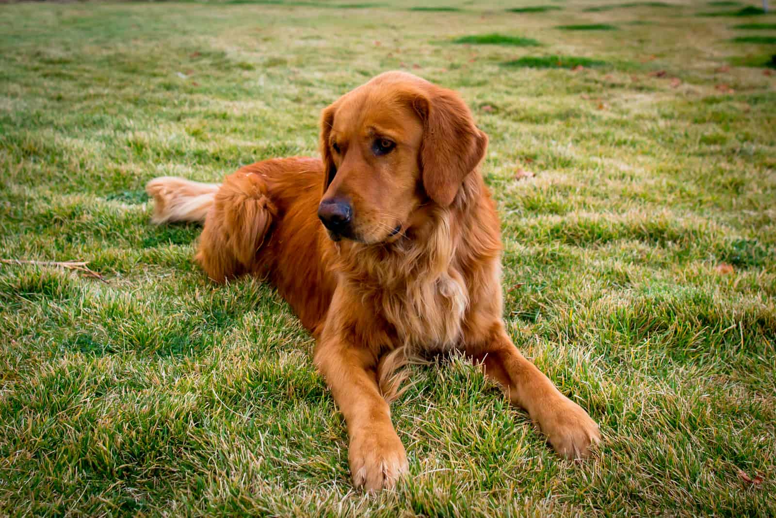 Meet 12 Reputable Golden Retriever Breeders In Colorado