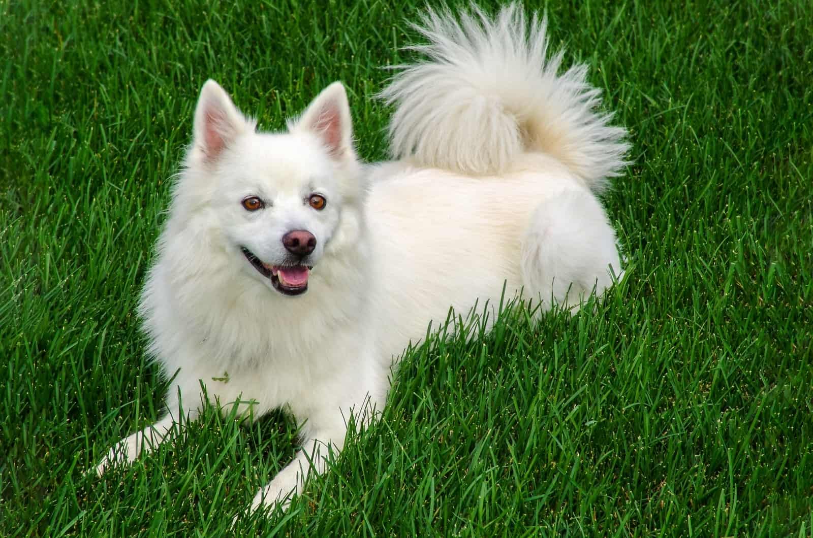 Meet 5 American Eskimo Breeders And The Affordable Eskie