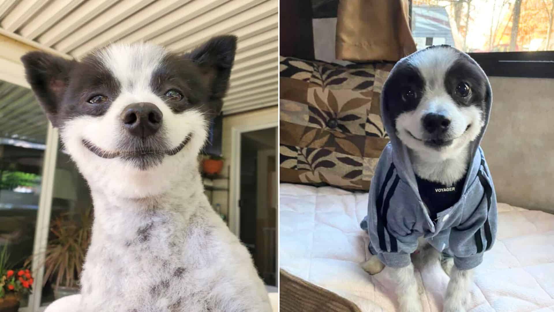 Meet Chevy, The Ohio Pomeranian With A Million-Dollar Smile