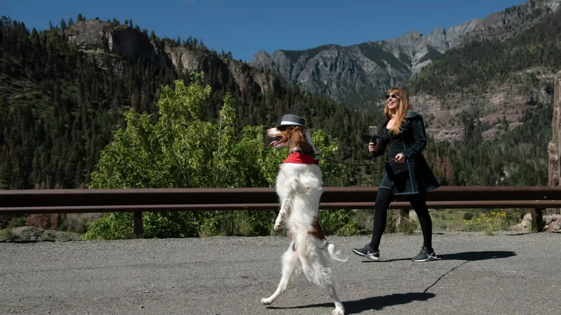 Disabled Puppy, Dexter, Walks Proudly On His Two Legs