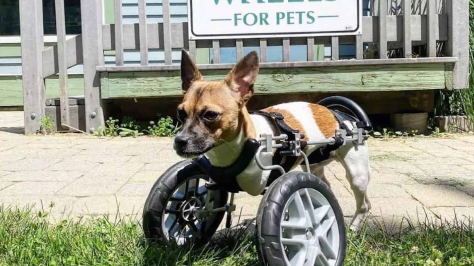 Meet Joey The Two-Legged Pup, Star Of The 2023 Puppy Bowl