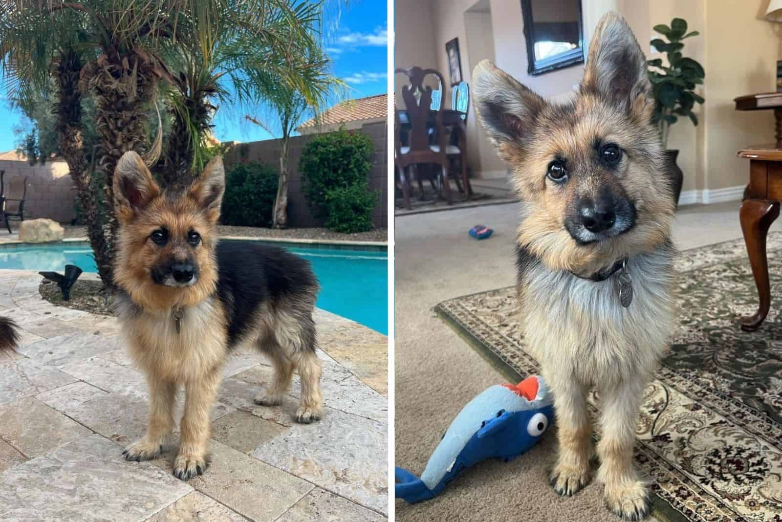 Meet Ranger, The Canine Peter Pan, A GSD That Refuses To Grow Up