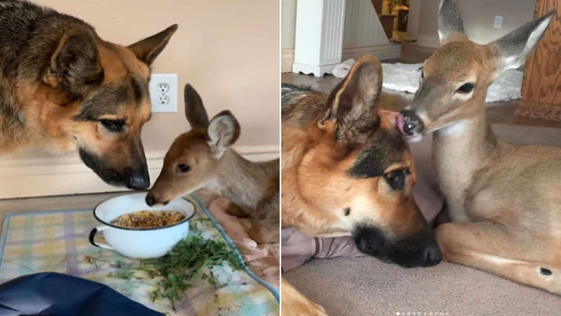 Meet Sarge, The Thoughtful Fawn Caretaker German Shepherd