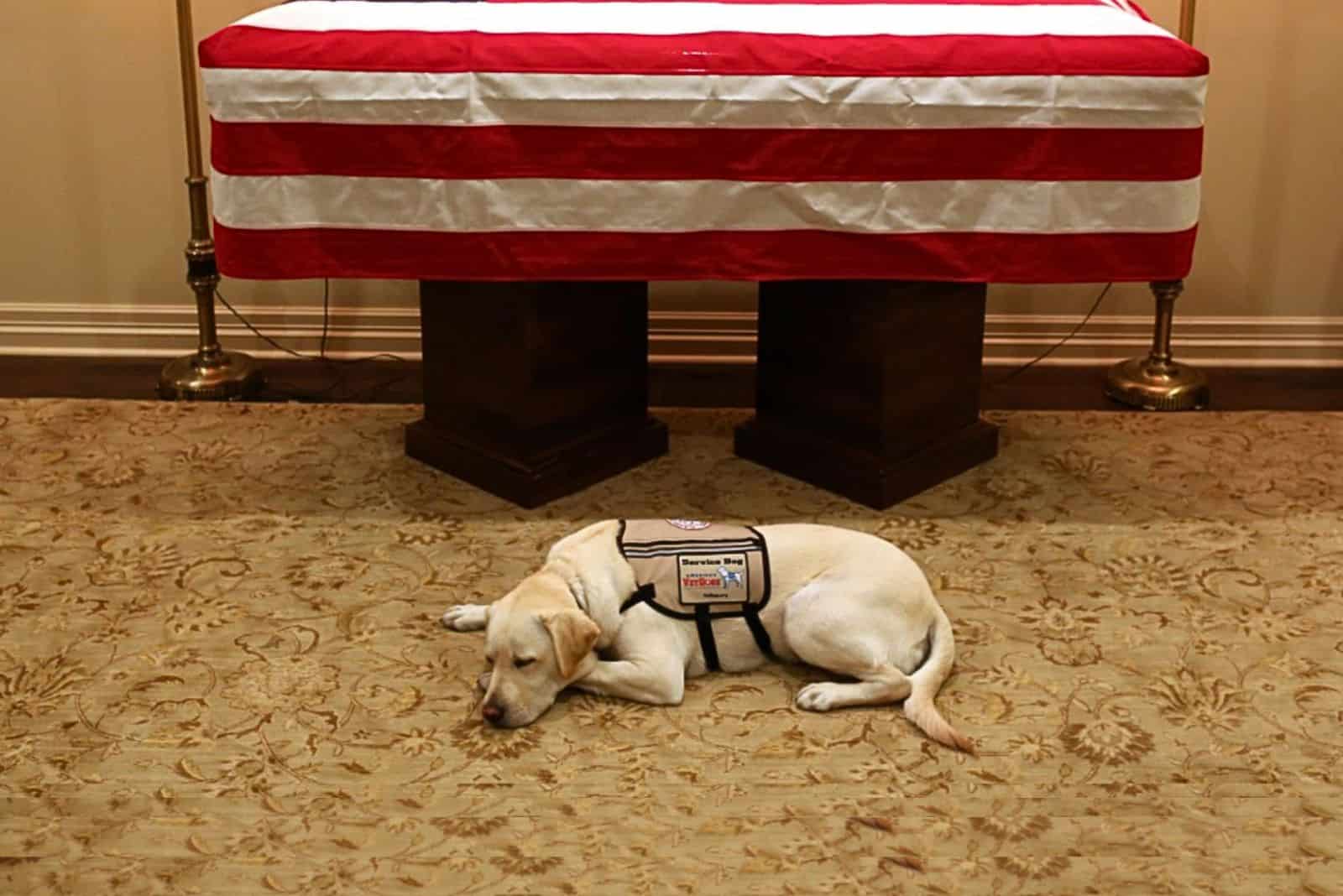 Former Service Dog To President Bush Has Another Life Mission To Fulfill 