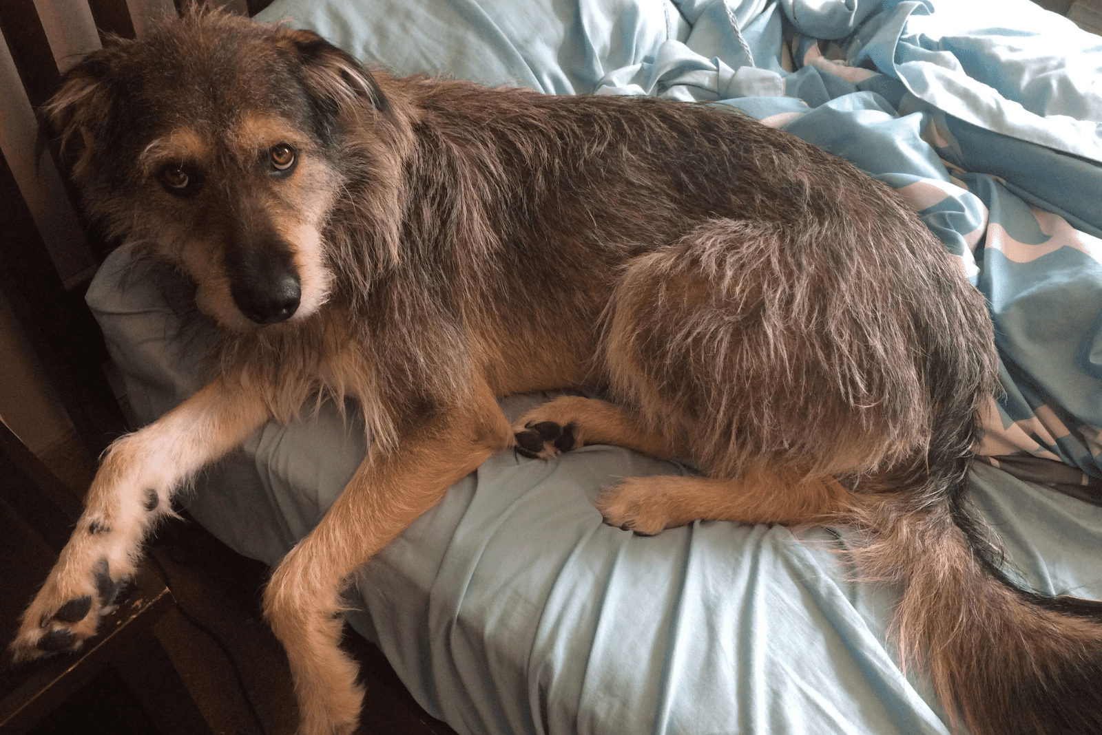 Meet The Irish Wolfhound German Shepherd Mix