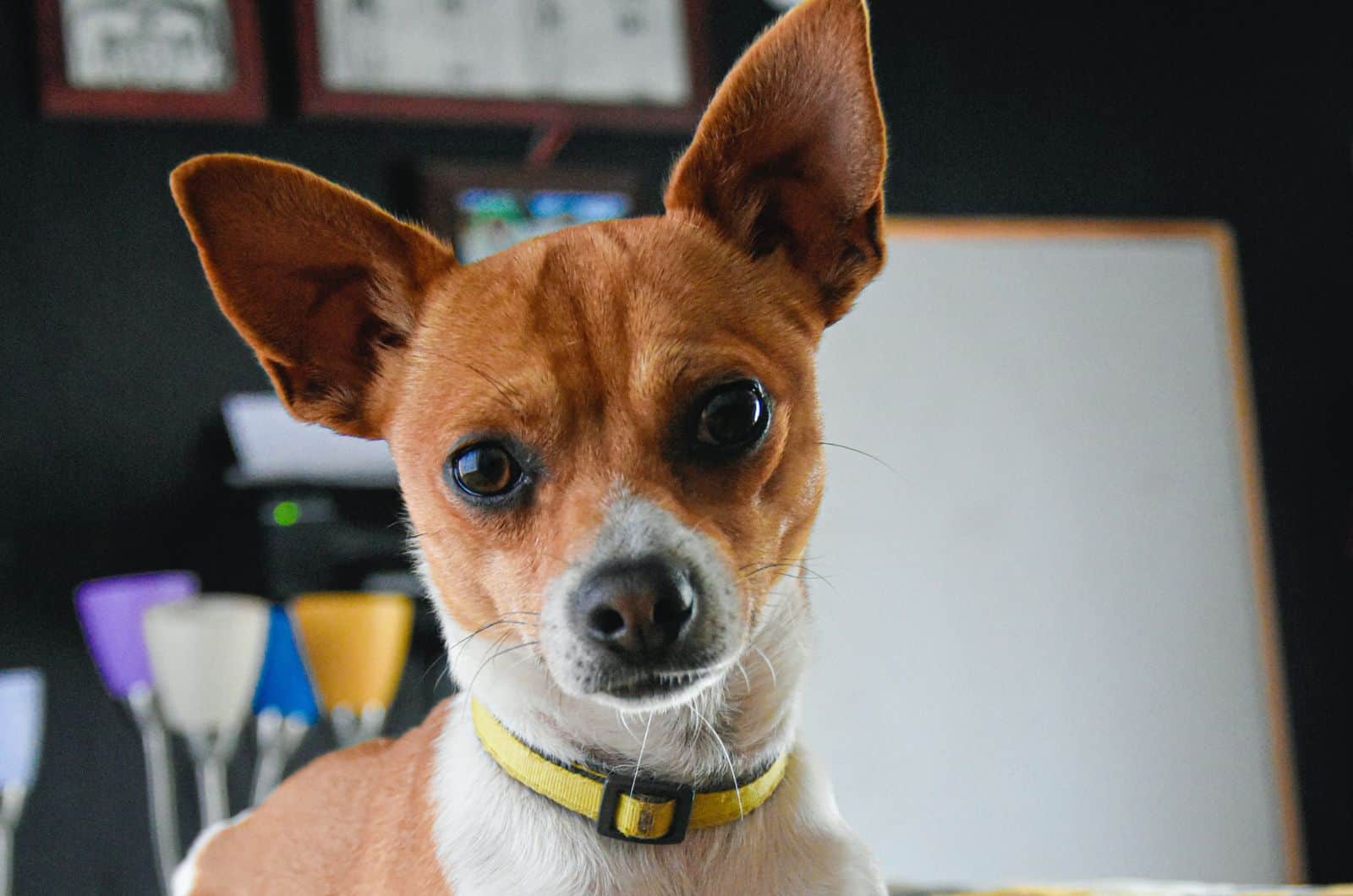 Meet The Whippet Chihuahua Mix – Chi Whip In Detail