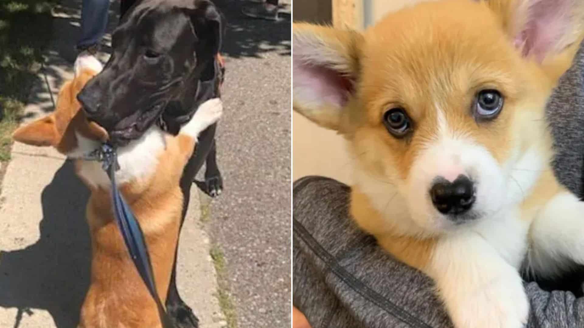 Corgi With The Sweetest, Heart-Shaped Nose Is A Big Hugger