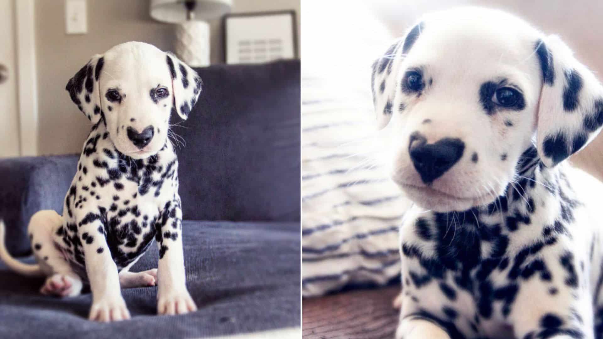 Wiley The Dalmatian Wears His Heart On His Nose