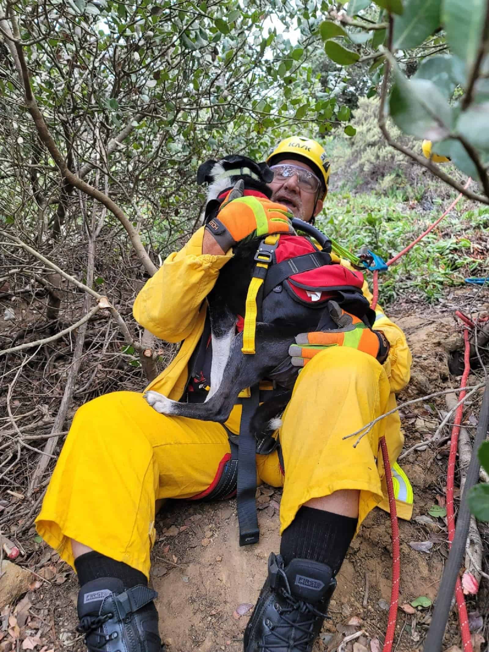 member of rescue team holding dog saved from ravine